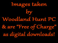 SJ Woodland Hunt PC @ the BCA Centre 30-10-21 "FOC" Images